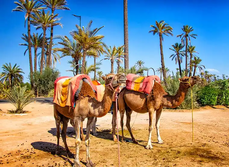 Marrakech-Camel-ride-1